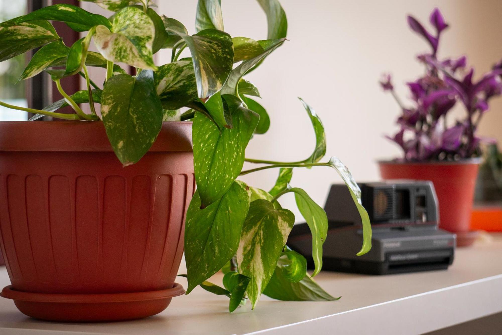 Coliving Together Gargano ヴィエステ エクステリア 写真